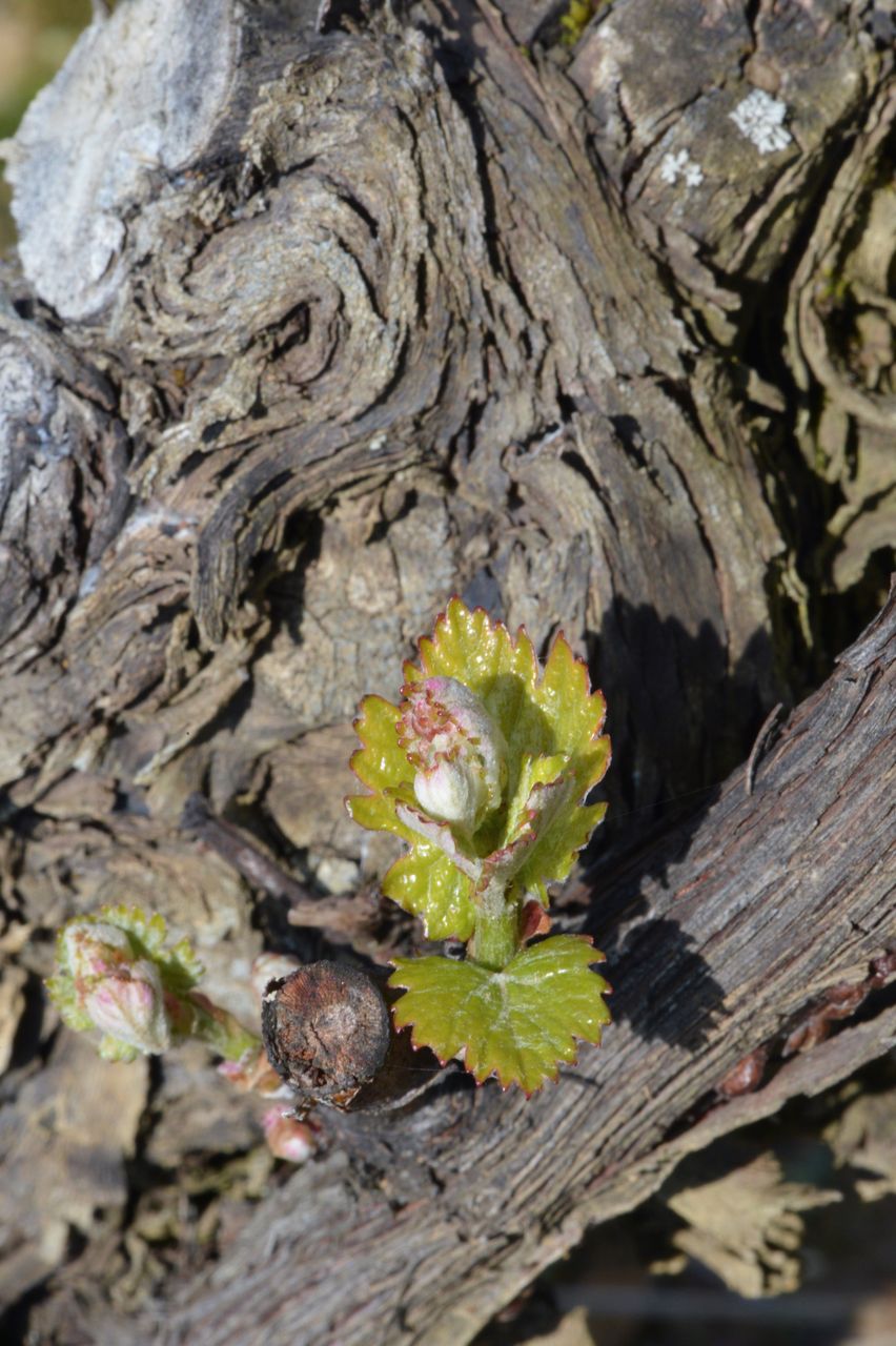 Vignoble Macro 4-Feuilles sorties 0078